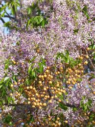 Image result for Melia azedarach