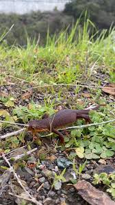 Image result for Craterostigma newtonii