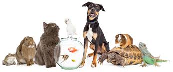 [Image: images?q=tbn:ANd9GcTzHtnzvsIb6JTHjTVWU31...Ms_E-D0hCT]