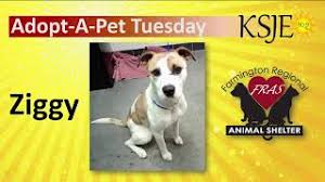 Today farmington, nm +16 miles dogs for sale or adoption offered. Regional Animal Shelter Foundation Farmington Nm Cute766