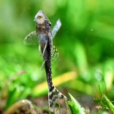 Image result for Pachycarpus lineolatus