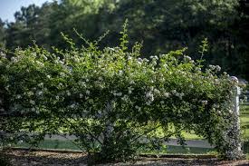 Image result for Tree Green 2018 Fleet