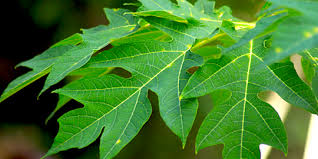 Daun merupakan salah satu organ pokok dari tumbuhan yang terletak pada tangkai batang, umumnya tipis. 6 Resep Olahan Daun Pepaya Ala Rumahan Enak Dan Mudah Dibuat Merdeka Com