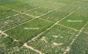 Microclover Klee Statt Rasen Rasen Garten Pflanzen Gartenpflanzen