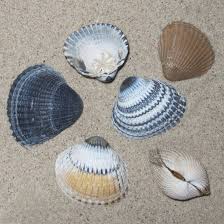 Zum glück steckt meist etwas ganz harmloses dahinter. Essbare Herzmuschel Cerastoderma Edule