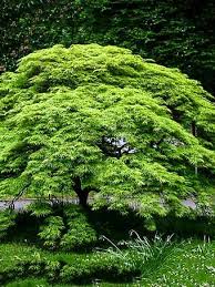 We did not find results for: Orangeola Japanese Maple For Sale The Tree Center