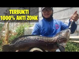 Umpan mancing ikan toman sendiri biasanya dan pada umumnya banyak menggunakan kodok kecil serta itu merupakan umpan paling jitu ikan toman ini. 7 Umpan Jitu Mancing Ikan Gabus Toman Snakehead Bait
