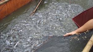 13 Cara Budidaya Ikan Lele Dengan Jaring Arenahewan Com