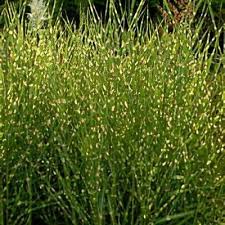 Image result for Crateranthus