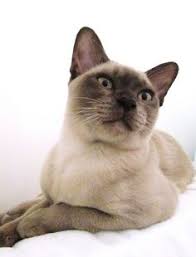 Khayama cattery is situated on 25 acres in the adelaide hills, 30 minutes from the airport, where we also breed wiltipoll sheep under the stud prefix hinchley. 33 Best Burmese Cats I Gots One Ideas Burmese Cat Burmese Kittens Cats