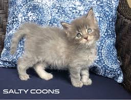 These gentle giants are known for their wild look our maine coon cats are from world winning catteries, from both here in the u.s. Maine Coon Kittens For Sale In Tampa Florida Breeding For Over 20 Years