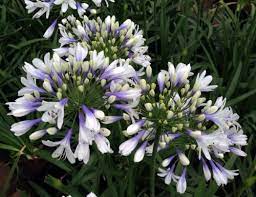 Twister Lily Of The Nile Plant Agapanthus 4 Pot Purple Agapanthus Plants African Lily