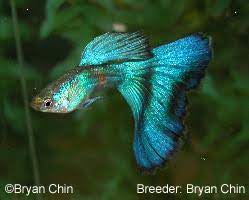 Guppy Types Guppy Associates International Chicago
