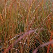 Image result for Stipa