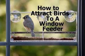 If they haven't, then try clapping loudly a few times. How To Attract Birds To A Window Feeder How To Attract Birds Feeder Window Bird Feeder