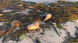 Oct 12, 2019 · a red tide is sometimes referred to as a harmful algae bloom (hab). Red Tide Fish Kills Turned Into Electricity In Pinellas