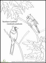 A shade of red you can't take your eyes off. Northern Cardinal Worksheet Education Com Bird Coloring Pages Cardinal Coloring Pages Bird Coloring Page