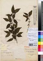 Image result for Rytigynia umbellulata