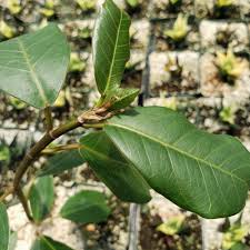 Image result for Ficus craterostoma
