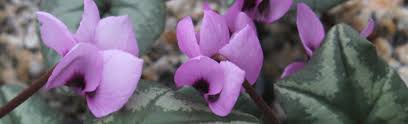 Image result for Cyclamen parviflorum