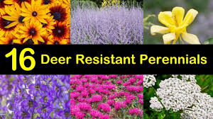 Most people like to enjoy this as if you live in a northern zone and are frustrated with perennials that are behaving like annuals, here is. 16 Deer Resistant Perennials That Won T Be On The Wildlife Menu