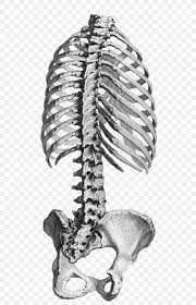 Each rib articulates posteriorly with the vertebral column. Human Anatomy Rib Cage Vertebral Column Pelvis Png 626x1276px Anatomy Atlas Black And White Bone Drawing