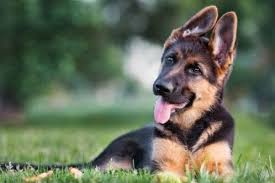This has erected straight ears with brown eyes with a strong masculine body. Short Haired German Shepherd Puppy Online Shopping
