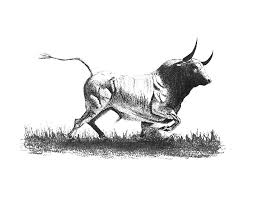 Black And White Bull Pin On Animals Anatomy
