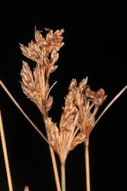 Image result for Bulbostylis trabeculata