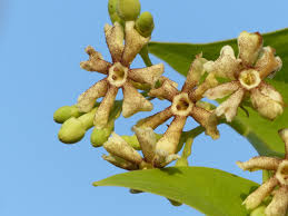 Image result for Oleaceae