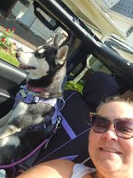 Jeep rides with shelter dogs