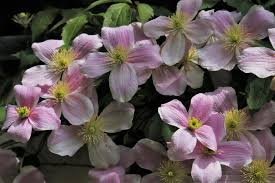 Maybe you would like to learn more about one of these? Clematis W Ogrodzie Blog Internetowy Sklep Ogrodniczy Podkarpackie Sady
