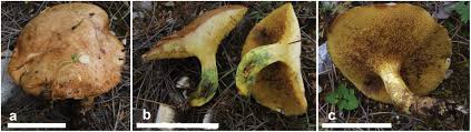 Image result for Suillus wasatchicus