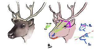 Comment dessiner un renne - Blog - Dessindigo