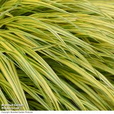 Image result for Microchloa afra
