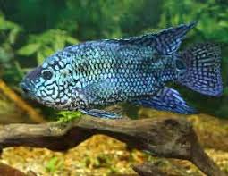 Fish Care Fish Tank Care On How To Clean A Fish Tank And