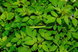 Image result for Cleome rutidosperma