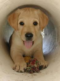 Your veterinarian will be able to spot problems, and will work. Can T Wait For Our Yellow Lab Puppy Puppies Cute Animals Baby Animals