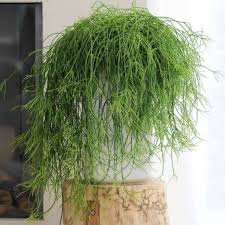 Questo risultato si può ottenere con piante come l' asparagina e la lobelia pendula. Il Blog Di Yougardener 5 Piante D Appartamento Ricadenti