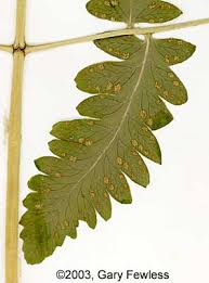 Image result for Gymnosporia oxycarpa