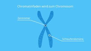 Chromosomen Aufbau Und Darstellung Mit Video