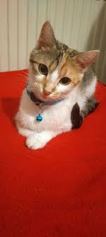 Tekir Kedi Resimleri 18 En Sevimli Tekir Kedi Fotografi Fotograf Indir 2020 Tekir Kediler Kedi Cok Sirin Hayvanlar