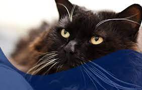 We did not find results for: 8 Questions About Feline Idiopathic Vestibular Disease Veterinary Neurology Of The Chesapeake