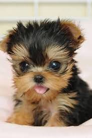 Top 15 Cutest Yorkshire Terriers Make You Go Mad After Seeing Them Cutest Mad Terriers Cute Dogs Breeds Cute Small Dogs Yorkshire Terrier Puppies