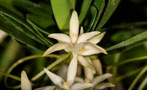 Image result for Rangaeris