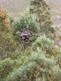 Image result for Widdringtonia nodiflora