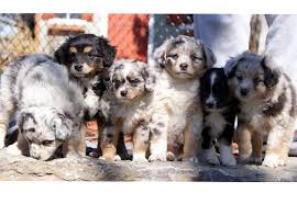 The merle color is characterized by dark spots or blotches on a lighter background, often creating a the common variations in this category include merle, red merle, and blue merle. Pick A Puppy Australian Shepherd 99degree