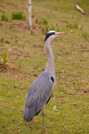 Small Bird With Long Legs And Long Beak Grey Heron Grey Heron Animal Of Scotland Heron