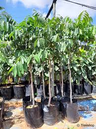 Image result for Khaya anthotheca