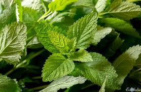 Tutoriel Pour Secher La Menthe Et Faire Ses Propres Infusions Menthe Maison De The Feuille De The